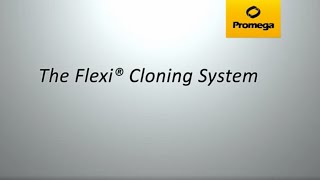 Flexi® Cloning System [upl. by Guillema]