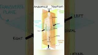 Anatomical position axis and plane [upl. by Catherine360]