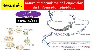 Résumé Nature et mécanisme de lexpression de linformation génétique 2bac SVTPC شرح بالداريجة [upl. by Bois772]