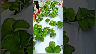 Routine sterilization of strawberries prevention first Strawberry planting Lets grow strawberries [upl. by Sievert]