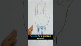 Palmar Aponeurosis part 2 Full lecture in description anatomy mbbs medical anatomyvideos limb [upl. by Leelaj]