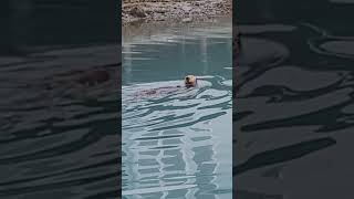 Cute sea otter eating and twirling in the water in Seward Alaska ocean sea otter alaska nature [upl. by Meredi64]