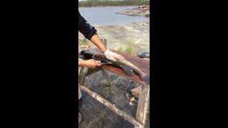 how to fillet northern pike with y bones on [upl. by Lazaro]