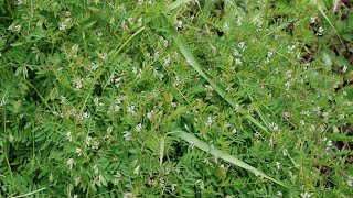 A0251 새완두 학명 Vicia hirsuta 영어명 Hairy vetch 약효 [upl. by Skoorb]