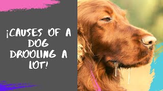 ✔ ¡Causes Of a Dog Drooling a Lot [upl. by Blockus]