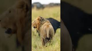 Lion’s Ultimate Buffalo Hunt  Wild Survival Instincts [upl. by Celinka974]