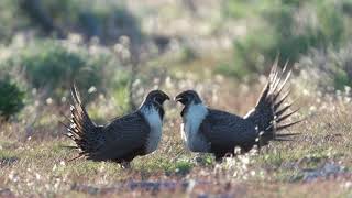 Dance of the Sage Grouse [upl. by Oibirot43]