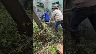 Cutting down tree clean up free cuttingdowntrees cleanup cuttingdown clean [upl. by Zul]