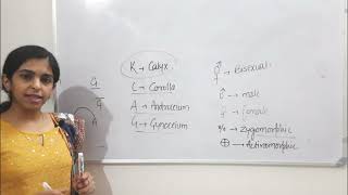 Morphology of Flowering plants  Part 3   Chapter 5 class 11th Biology biology cbse neet [upl. by Enaols]