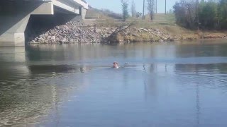 14 Week old Nova Scotia Duck Toller SwimmingRetrieve [upl. by Wernher]