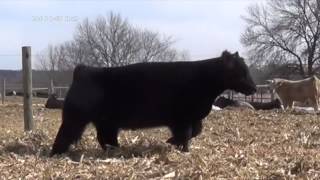 Lot 6 I80 Bull  50 Maine Anjou [upl. by Ahsoyek]