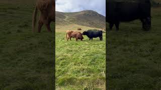 83024 Swanston Farms amp Trails Swanson outside Edinburgh Scotland scotland cows [upl. by Idet]