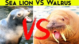 Sea lion vs Walrus [upl. by Eatnoled526]