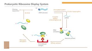 Ribosome display technology  Creative Biolabs [upl. by Eatnwahs]