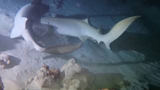 Tawny nurse sharks mating [upl. by Esinaj]