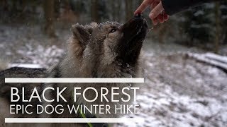 Black Forest winter hiking with Eurasier dog [upl. by Esaele463]