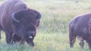 BEST Buffalo Mating Grunt 1 Yellowstone National Park [upl. by Aicad559]