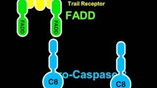 Apoptosis and Caspase8 Rate My Science [upl. by Agnot]