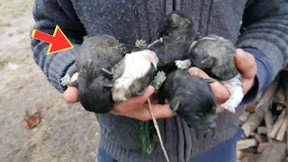 Cachorros recién nacidos fueron abandonados sobre cartones en el bosque llorando por la leche y [upl. by Goode299]