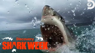 Robert Irwin’s JawDropping Encounter With Great Whites  Crikey It’s Shark Week  Discovery [upl. by Sayette158]