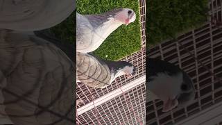 Mix Blue Shirazi breeding pair at MAK PIGEONS LOFT kabutar pigeonfancier [upl. by Cassondra4]