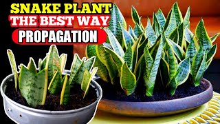 SNAKE PLANT PROPAGATION BY LEAF CUTTINGS THE BEST WAY SANSEVIERIA [upl. by Peskoff]