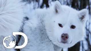 Training Husky Dog Puppies In Modern Alaska  The Last Alaskans [upl. by Maltzman]