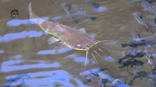 POISSONChatJeunes et AdultesAmeiurus melas  BRUITX [upl. by Hocker]