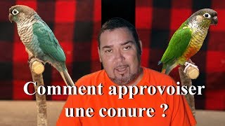 Comment apprivoiser une conure   How to tame a conure [upl. by Ahsenik]