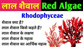 लाल शैवाल  Red Algae  Rhodophyta  characteristics and importance of red algae  Rhodophyceae [upl. by Breen812]