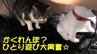 秘密基地に大興奮の猫リキちゃん☆走る！暴れる！パパに甘える♥かくれんぼ遊び？ひとり遊びする猫【リキちゃんねる 猫動画】Cat videos キジトラ猫との暮らし [upl. by Twila]