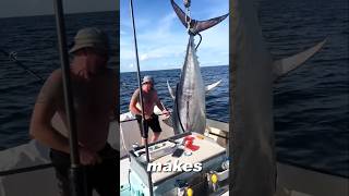 Why Tuna fish is freezed shorts fishing [upl. by Sievert]