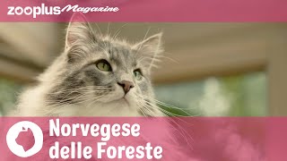 Il Norvegese delle Foreste ritratto di un gattone dal pelo lungo e l’animo gentile [upl. by Carla]