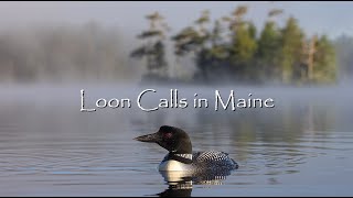 Natures Greatest Sounds Loon Calls in Maine  Canon R5 amp 100500mm RF Lens  4K [upl. by Suk]