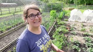 Planting out more Brassica To Annexe GH  Brassica Cage  Weed garden paths amp put wood chipping down [upl. by Ahsikahs]