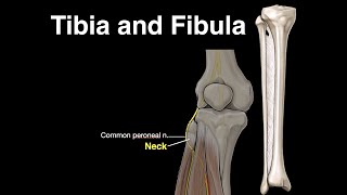 Tibia and Fibula [upl. by Iliak335]