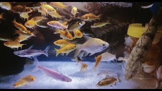 Quick Water Change Aquarium Endlicheri Albino Oscar Tinfoil Barb Albino Giant Gourami [upl. by Ymmas]