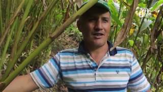 El Cardamomo una esperanza para la economía de Colombia  Huila [upl. by Namhcan]