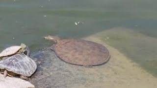 Eastern Spiny Softshell Turtle Pancake Turtle [upl. by Aillil246]