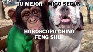 TU MEJOR AMIGO SEGÚN EL HORÓSCOPO CHINO FENG SHUI [upl. by Linc]