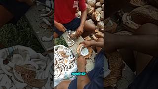 skilled workers cutting coconuts [upl. by Meda]