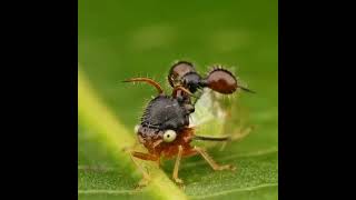 Cyphonia clavata which mimics appearance of a ant to protect itself from predators that fear the ant [upl. by Veneaux490]