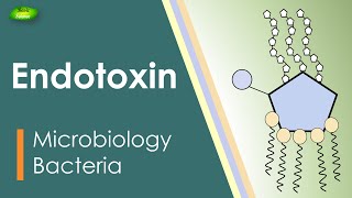 Lipopolysaccharides  LPS  Endotoxin  Bacterial toxin  Inflammation  Basic Science Series [upl. by Neitsirhc]