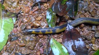 Shieldtail snake at Tungareshwartrekvasaitungareshwartemplesnakesofindiawildlifenatgeo [upl. by Warden]