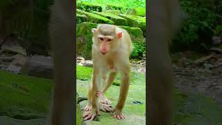 Best Video Of Monkey Life They Are Is Adorable And Cute monkey cute [upl. by Ruperto]