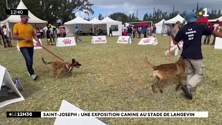 SaintJoseph  plus de 750 chiens réunis au stade de Langevin [upl. by Sihtam]