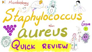 Staph aureus Quick Review  Microbiology 🧫 and Infectious Diseases 🦠 [upl. by Esihcoc490]