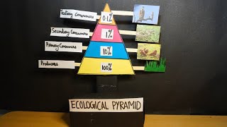 Ecological Pyramids in Ecosystem project model  Food Pyramid model  Exhibition model for school [upl. by Seldon]