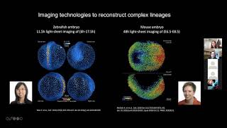 Isabel Espinosa Medina quotTemporal encoding and manipulation of vertebrate cell histories quot [upl. by Eecram851]