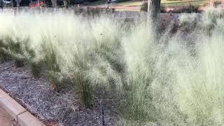 Plant Review A New White Muhly Grass [upl. by Nylauqcaj]